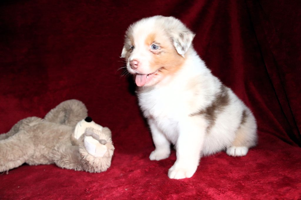 des Caps et Marais d'Opale - Chiot disponible  - Berger Australien