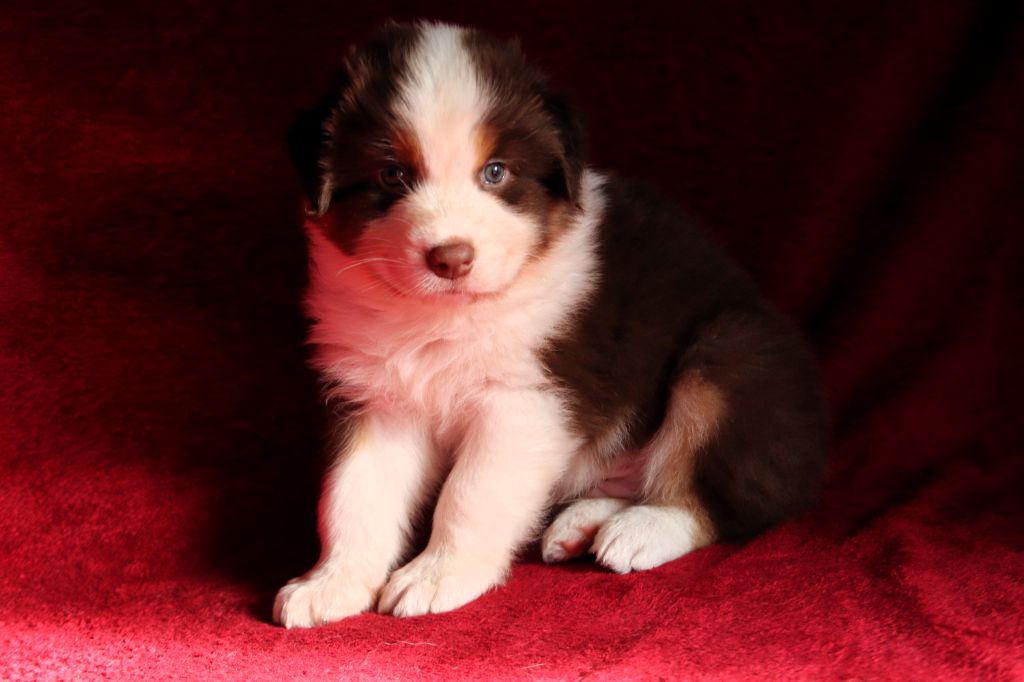 des Caps et Marais d'Opale - Chiot disponible  - Berger Australien