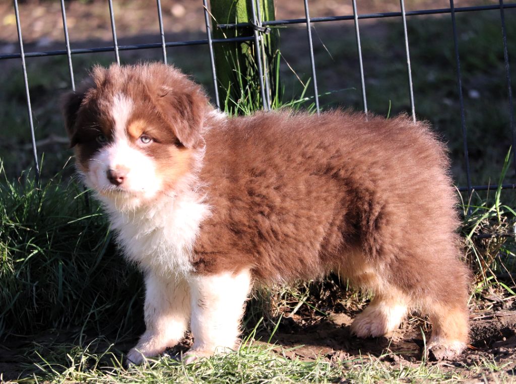 des Caps et Marais d'Opale - Chiot disponible  - Berger Australien