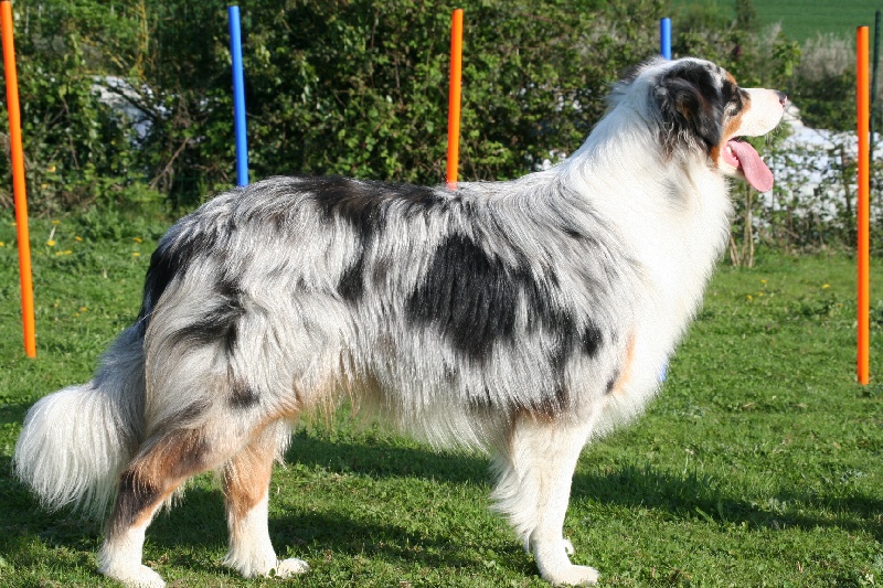 Diamond blue des Caps et Marais d'Opale