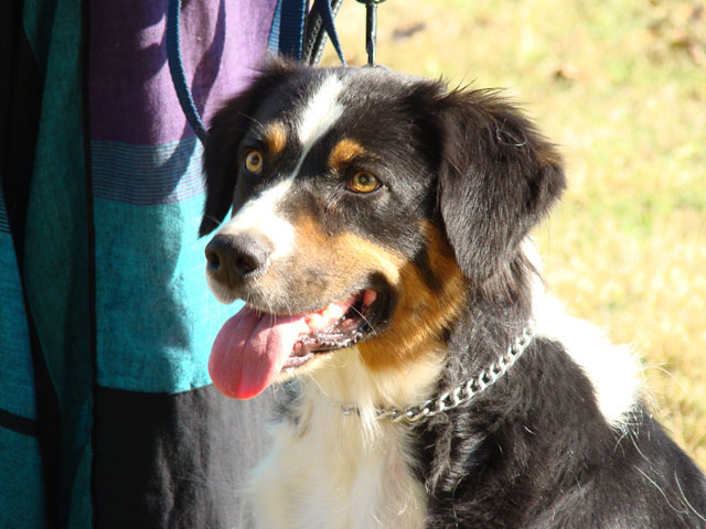 Didjie black des Caps et Marais d'Opale