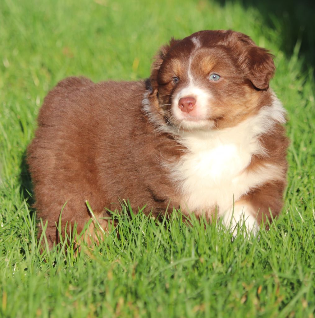 des Caps et Marais d'Opale - Chiots disponibles - Berger Australien