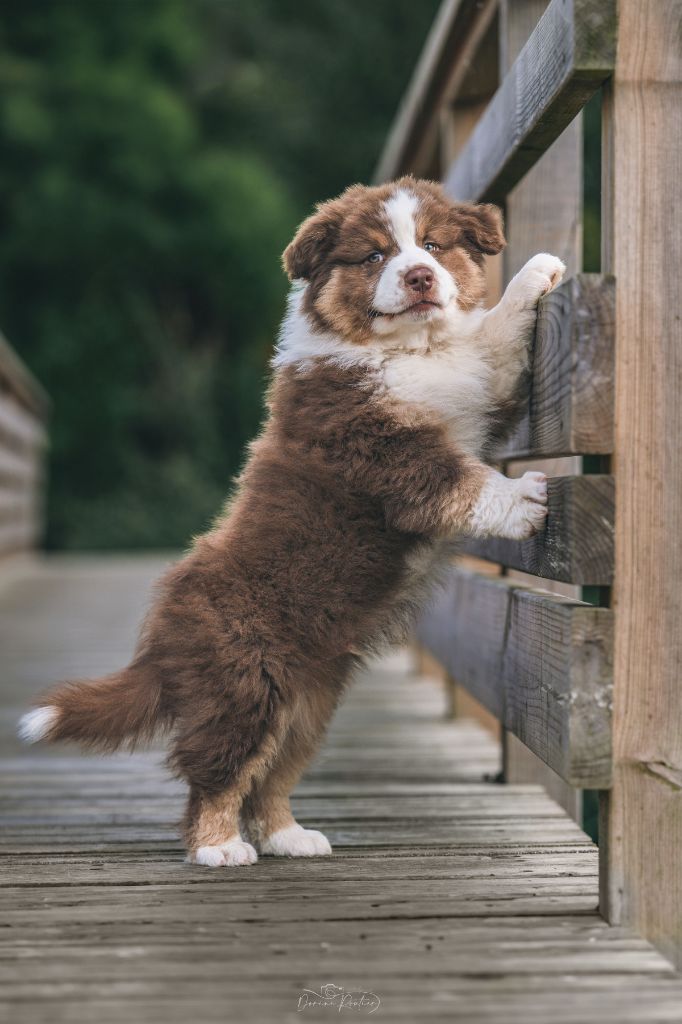 des Caps et Marais d'Opale - Chiots disponibles - Berger Australien