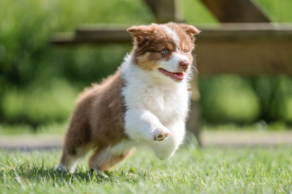 des Caps et Marais d'Opale - Chiots disponibles - Berger Australien