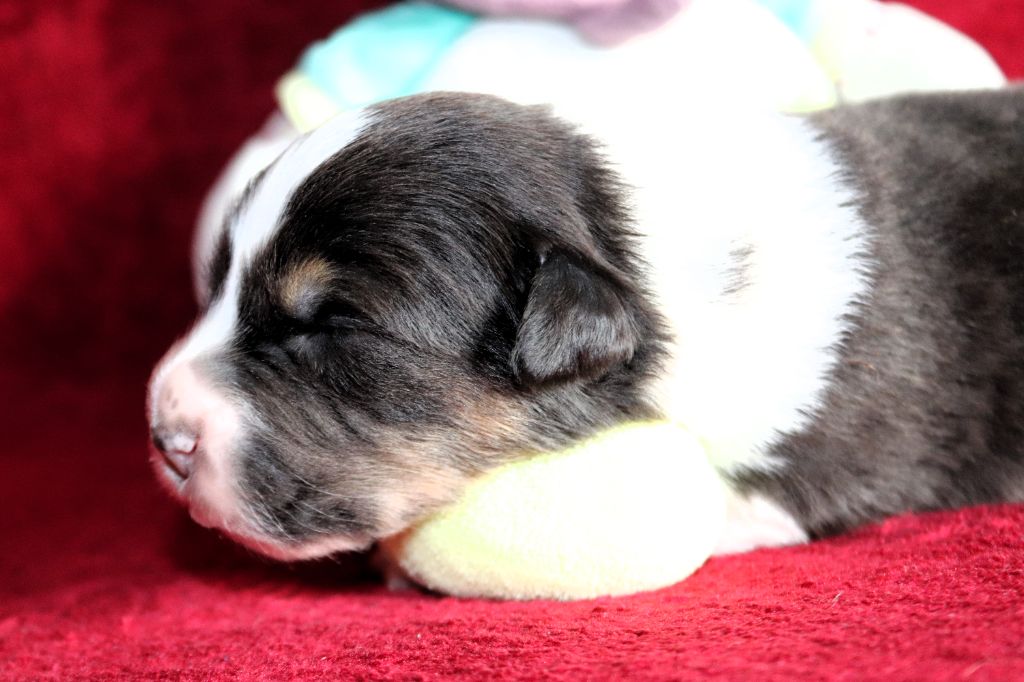 des Caps et Marais d'Opale - Chiots disponibles - Berger Australien
