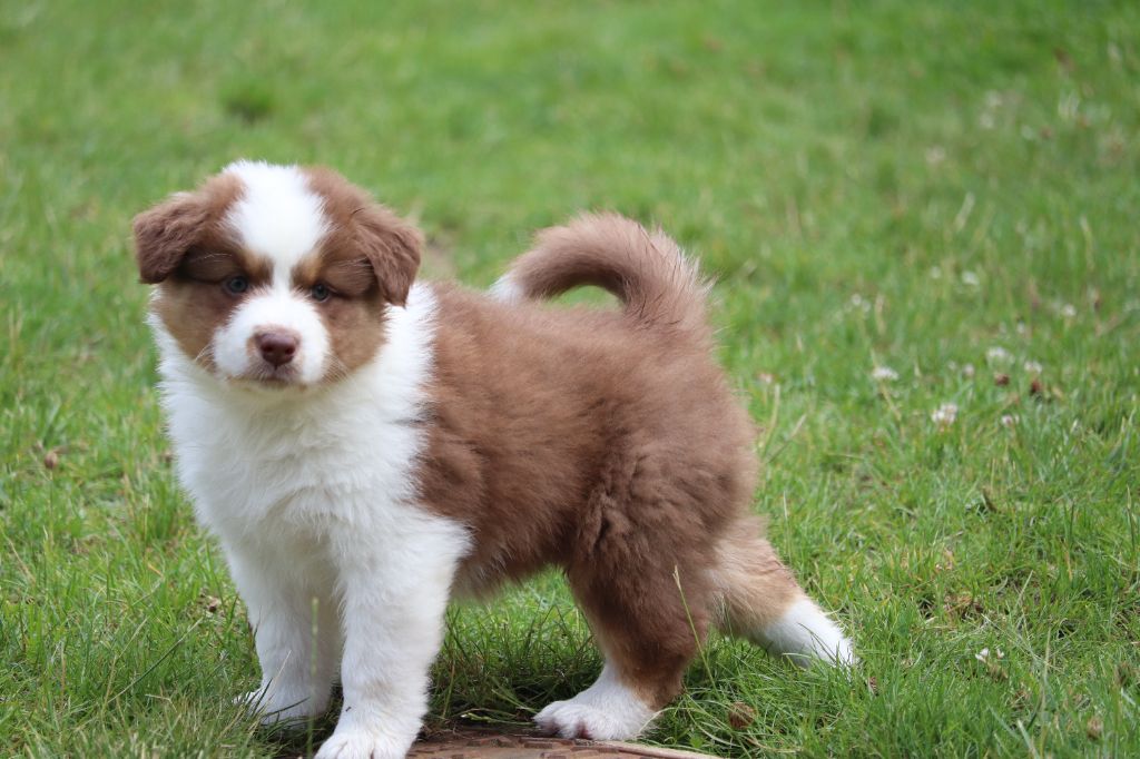 des Caps et Marais d'Opale - Chiots disponibles - Berger Australien