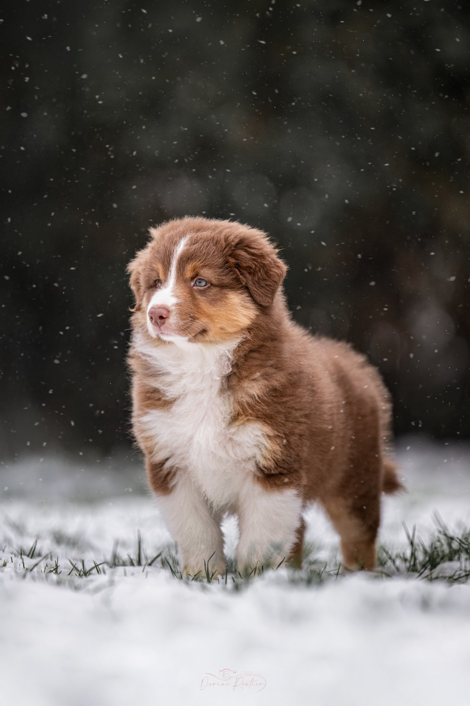 des Caps et Marais d'Opale - Chiots disponibles - Berger Australien