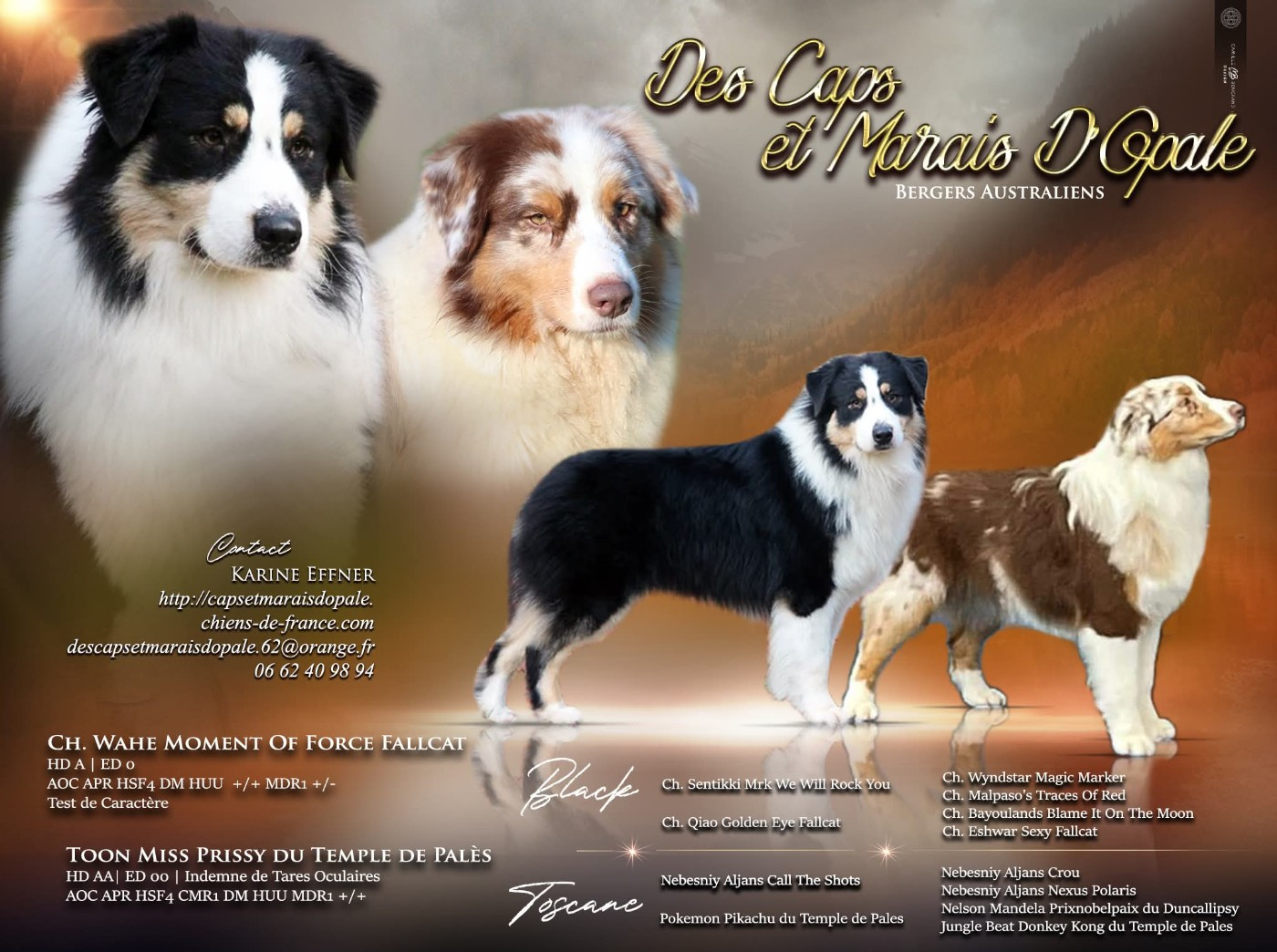 Chiot Berger Australien des Caps et Marais d'Opale