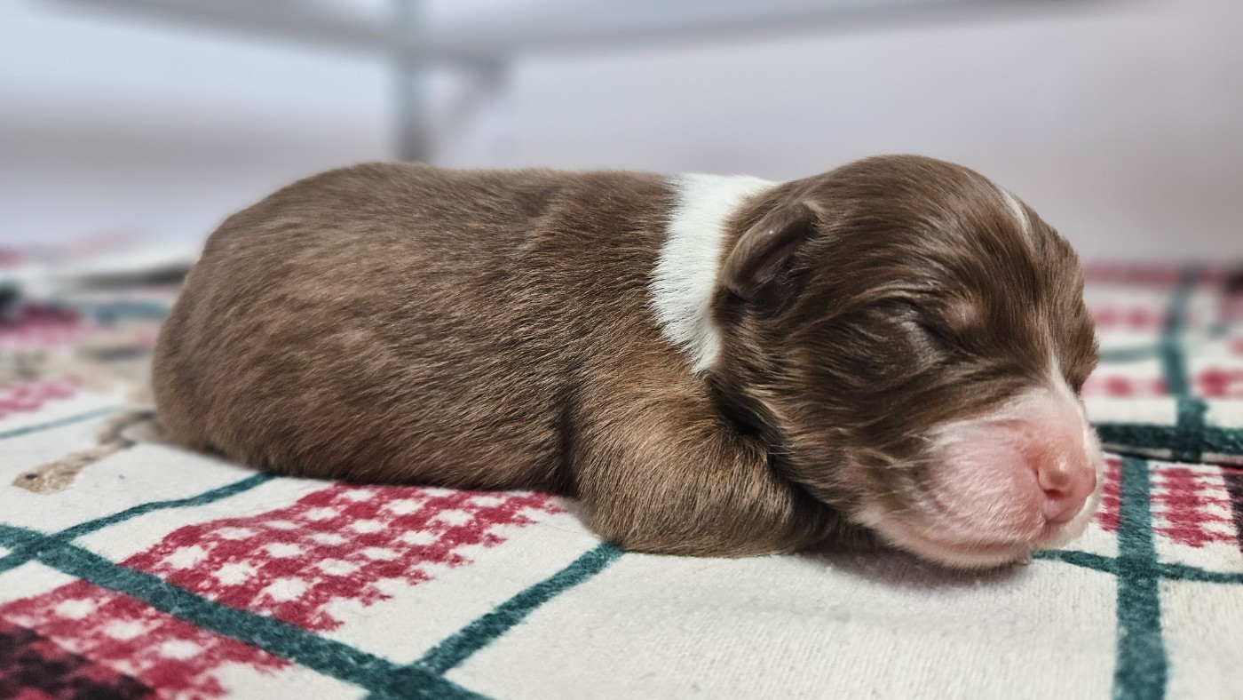 des Caps et Marais d'Opale - Chiots disponibles - Berger Australien