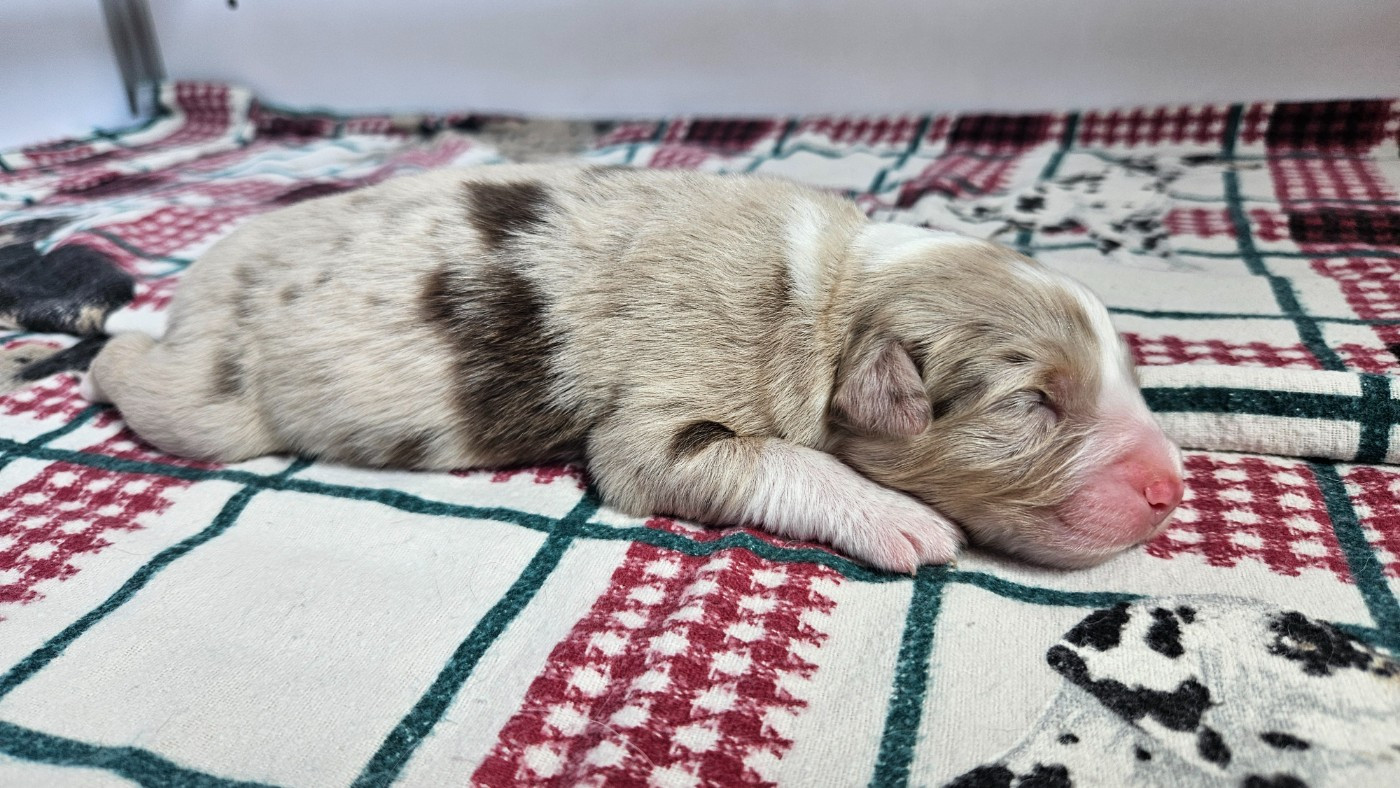 des Caps et Marais d'Opale - Chiots disponibles - Berger Australien