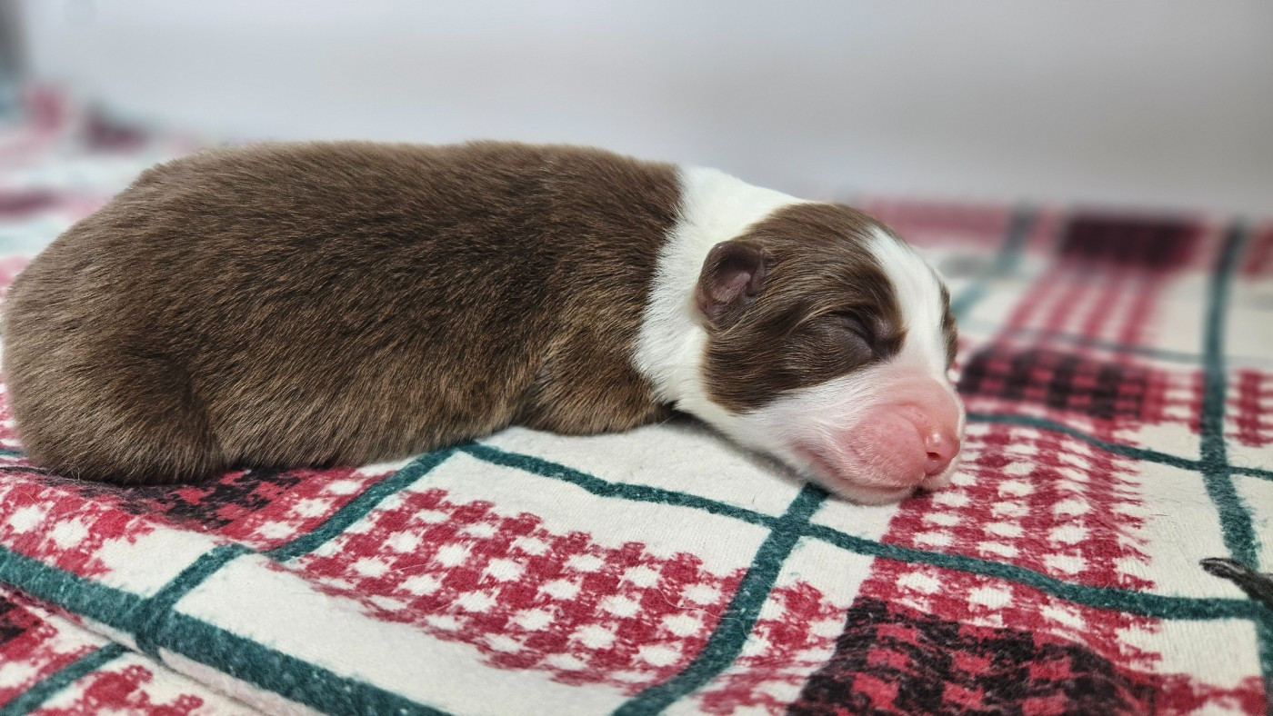 des Caps et Marais d'Opale - Chiots disponibles - Berger Australien