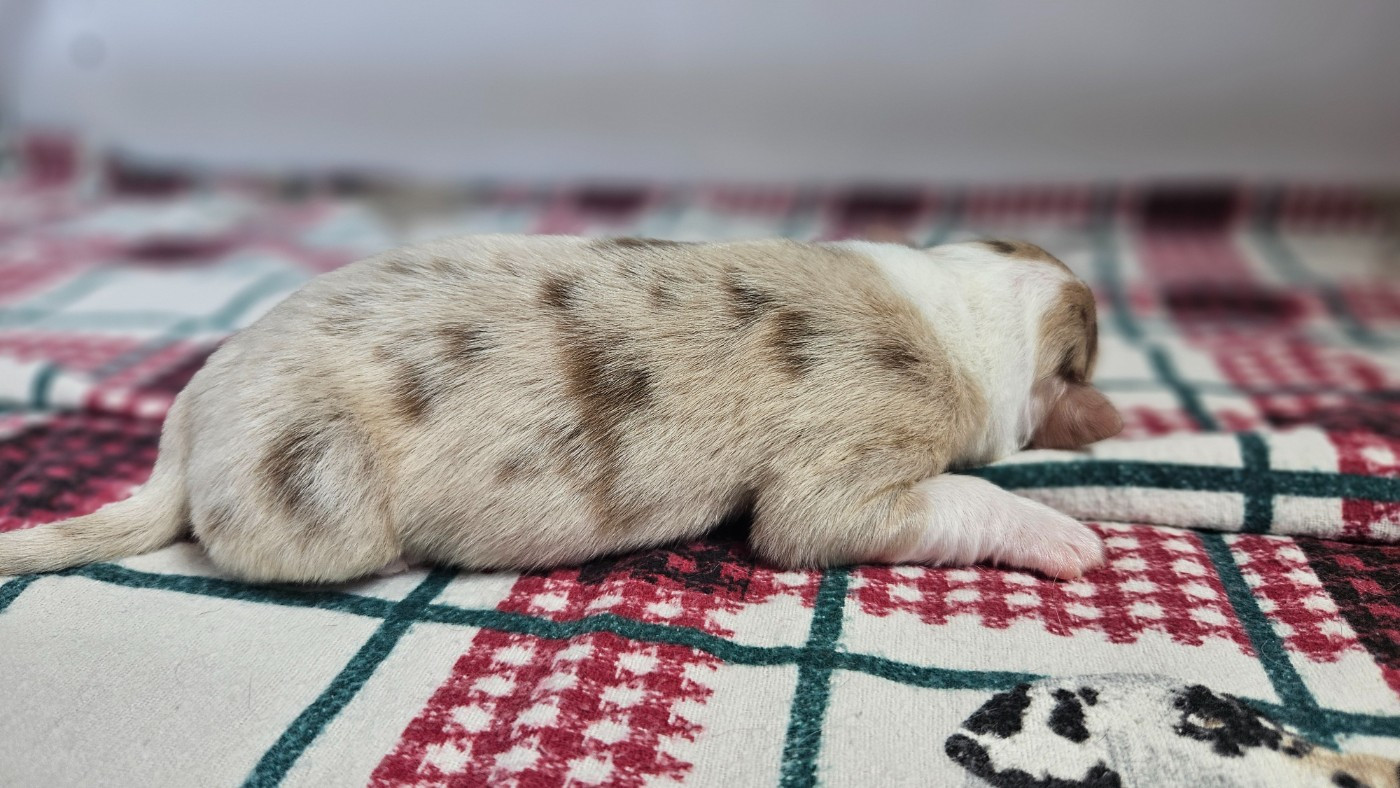des Caps et Marais d'Opale - Chiots disponibles - Berger Australien