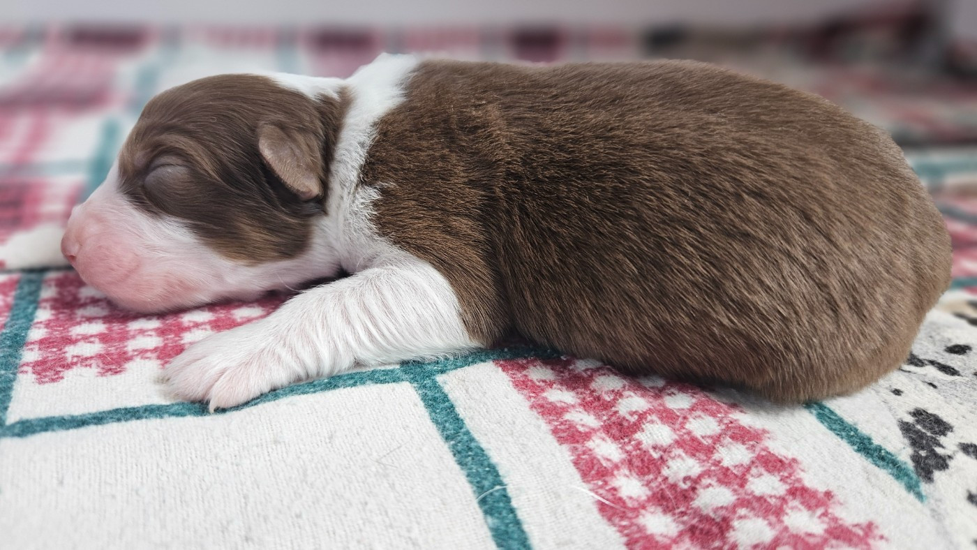 des Caps et Marais d'Opale - Chiots disponibles - Berger Australien