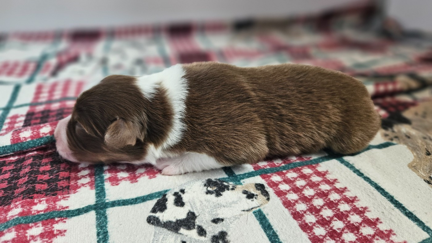 des Caps et Marais d'Opale - Chiots disponibles - Berger Australien