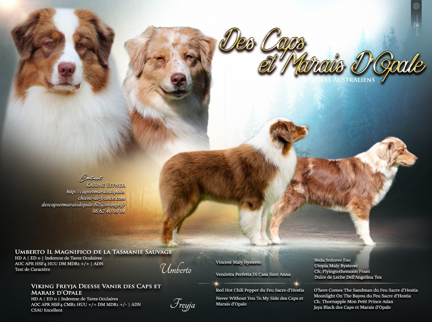 Chiot Berger Australien des Caps et Marais d'Opale