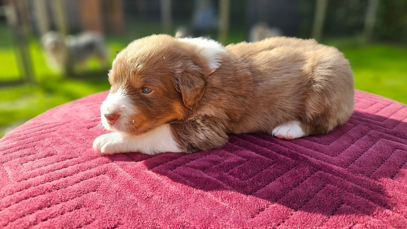 des Caps et Marais d'Opale - Chiots disponibles - Berger Australien