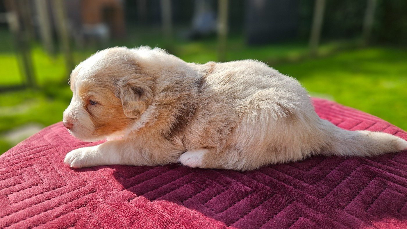 des Caps et Marais d'Opale - Chiots disponibles - Berger Australien