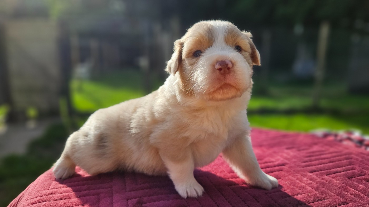 des Caps et Marais d'Opale - Chiots disponibles - Berger Australien