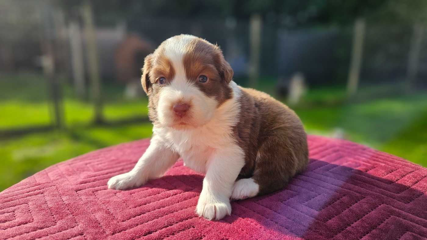 des Caps et Marais d'Opale - Chiots disponibles - Berger Australien