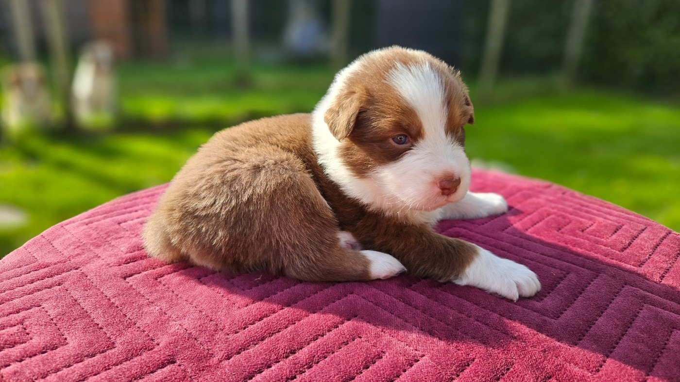 des Caps et Marais d'Opale - Chiots disponibles - Berger Australien
