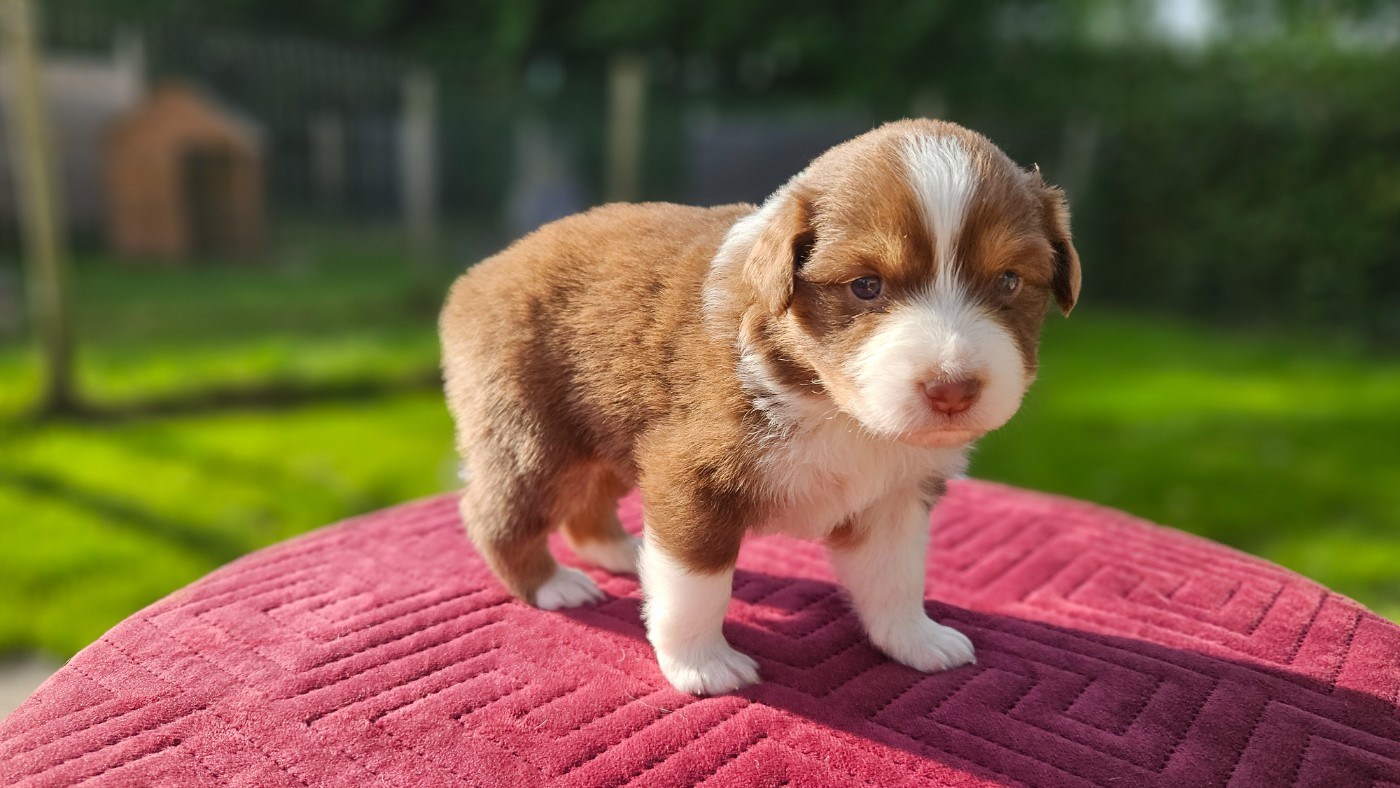 des Caps et Marais d'Opale - Chiots disponibles - Berger Australien