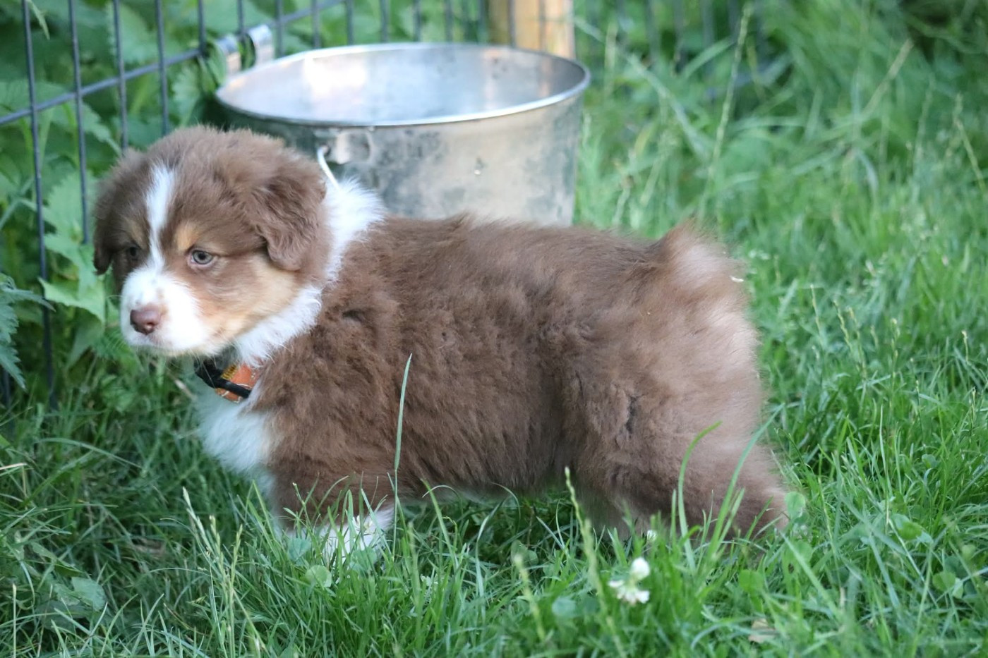 des Caps et Marais d'Opale - Chiots disponibles - Berger Australien
