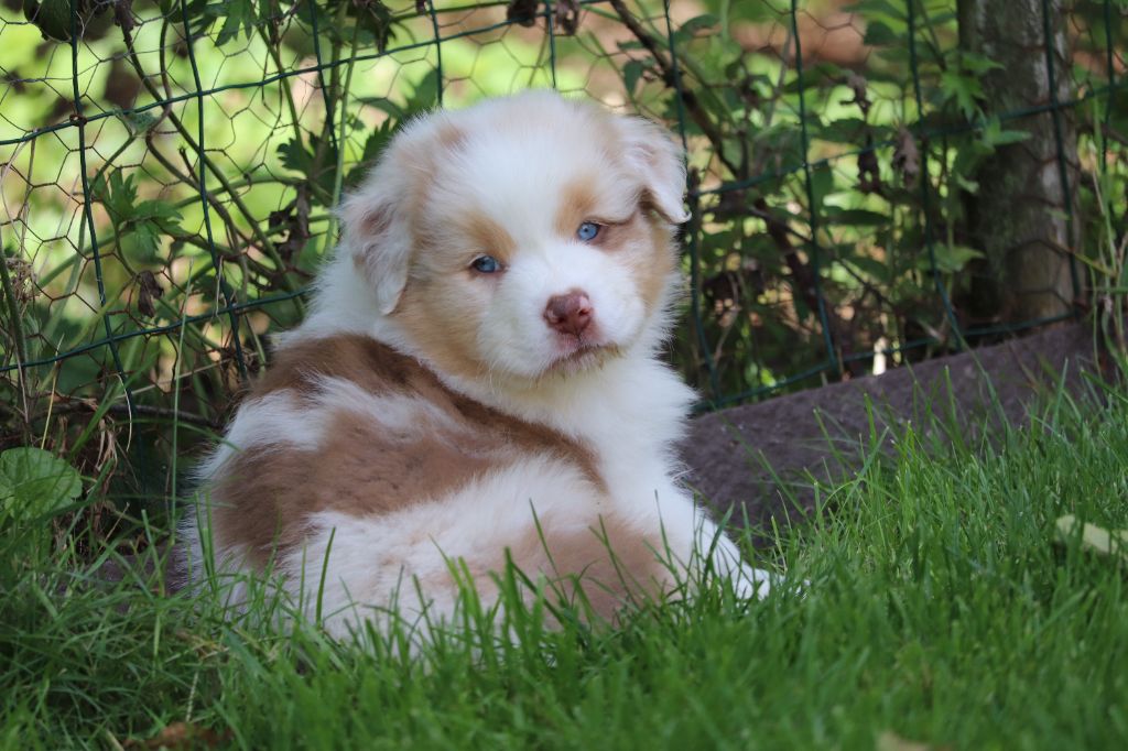 des Caps et Marais d'Opale - Chiots disponibles - Berger Australien