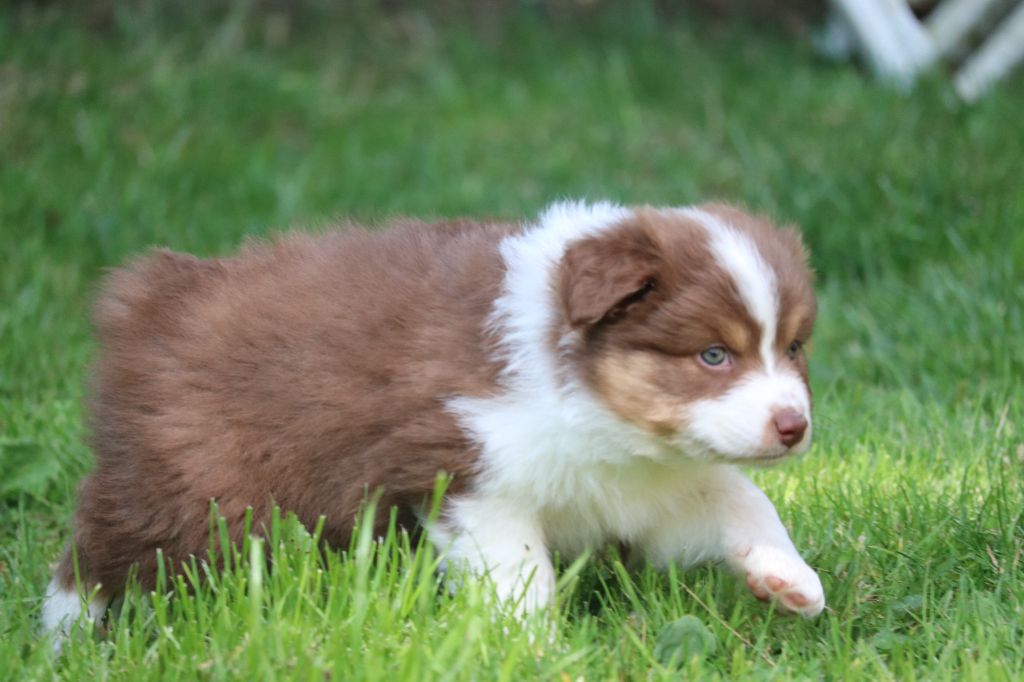 des Caps et Marais d'Opale - Chiots disponibles - Berger Australien