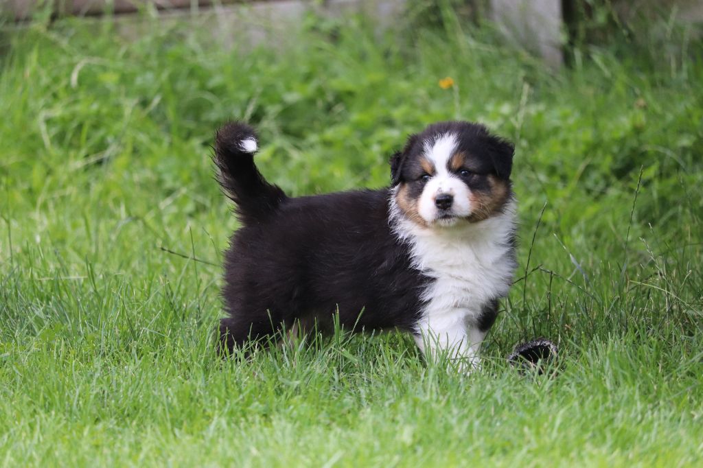 des Caps et Marais d'Opale - Chiots disponibles - Berger Australien