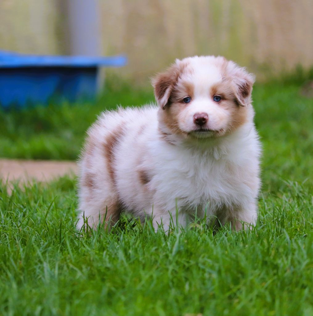 des Caps et Marais d'Opale - Chiots disponibles - Berger Australien