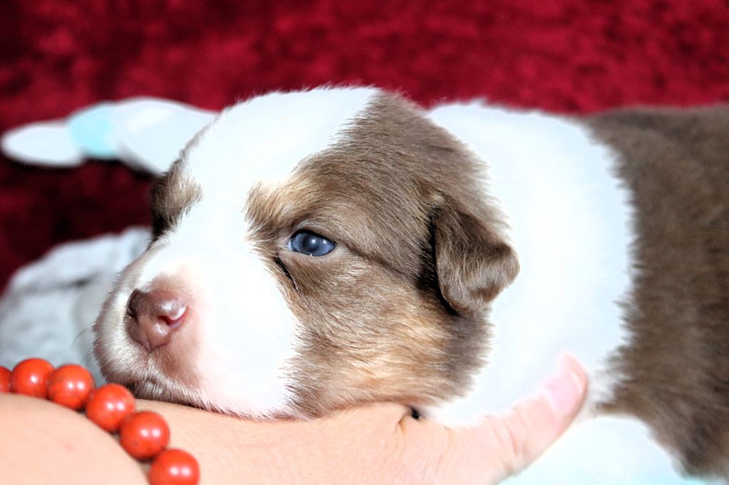 des Caps et Marais d'Opale - Chiots disponibles - Berger Australien