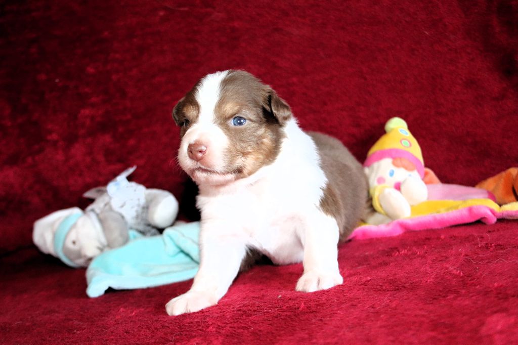 des Caps et Marais d'Opale - Chiots disponibles - Berger Australien