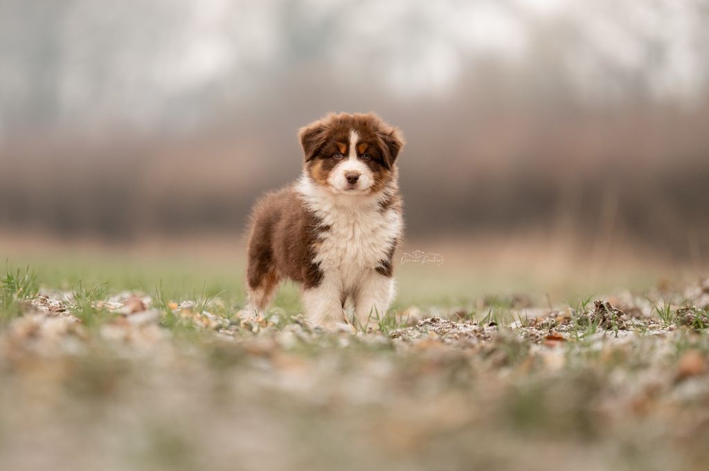 des Caps et Marais d'Opale - Chiots disponibles - Berger Australien