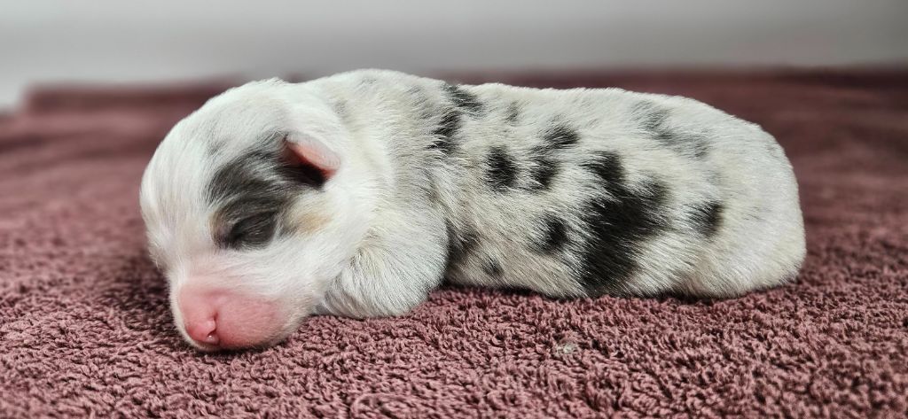 des Caps et Marais d'Opale - Chiots disponibles - Berger Australien