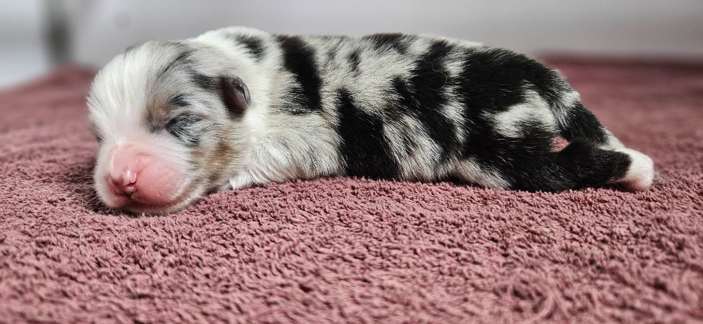 des Caps et Marais d'Opale - Chiots disponibles - Berger Australien