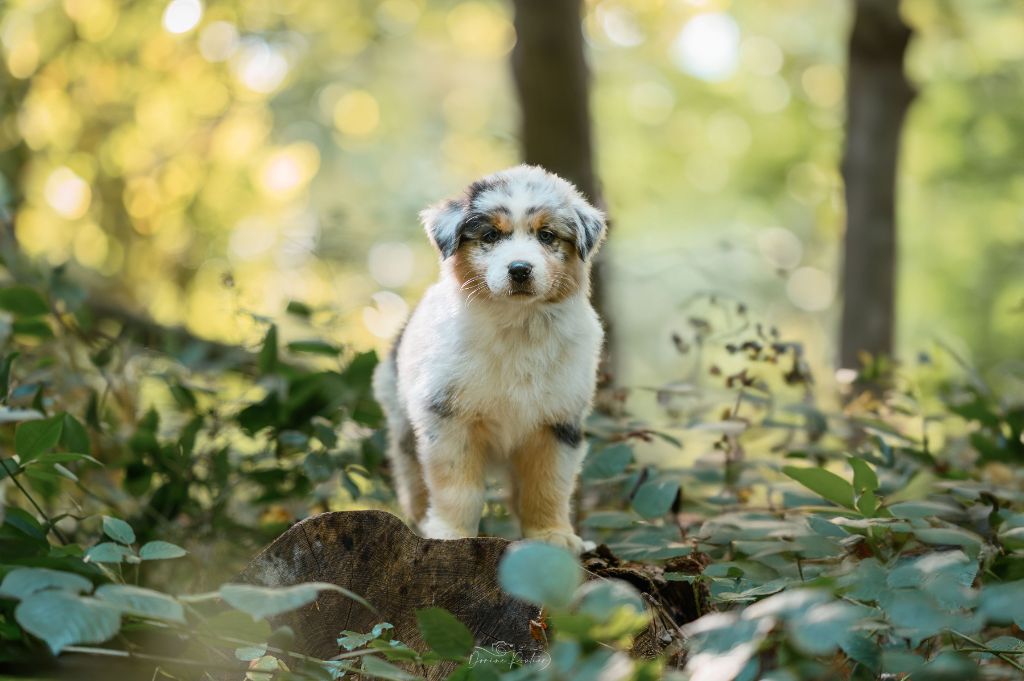 des Caps et Marais d'Opale - Chiots disponibles - Berger Australien