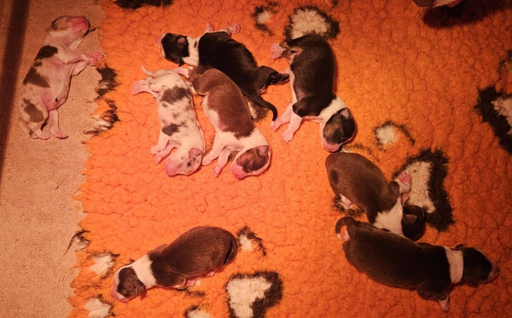 des Caps et Marais d'Opale - Chiots disponibles - Berger Australien