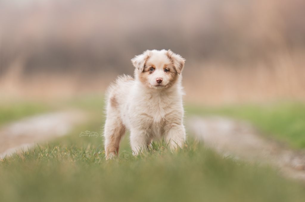 des Caps et Marais d'Opale - Chiots disponibles - Berger Australien