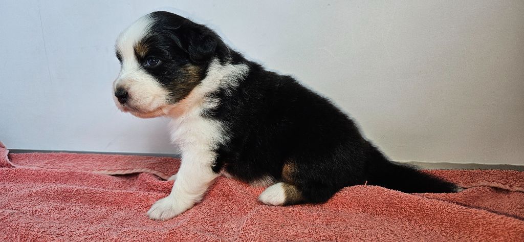 des Caps et Marais d'Opale - Chiots disponibles - Berger Australien