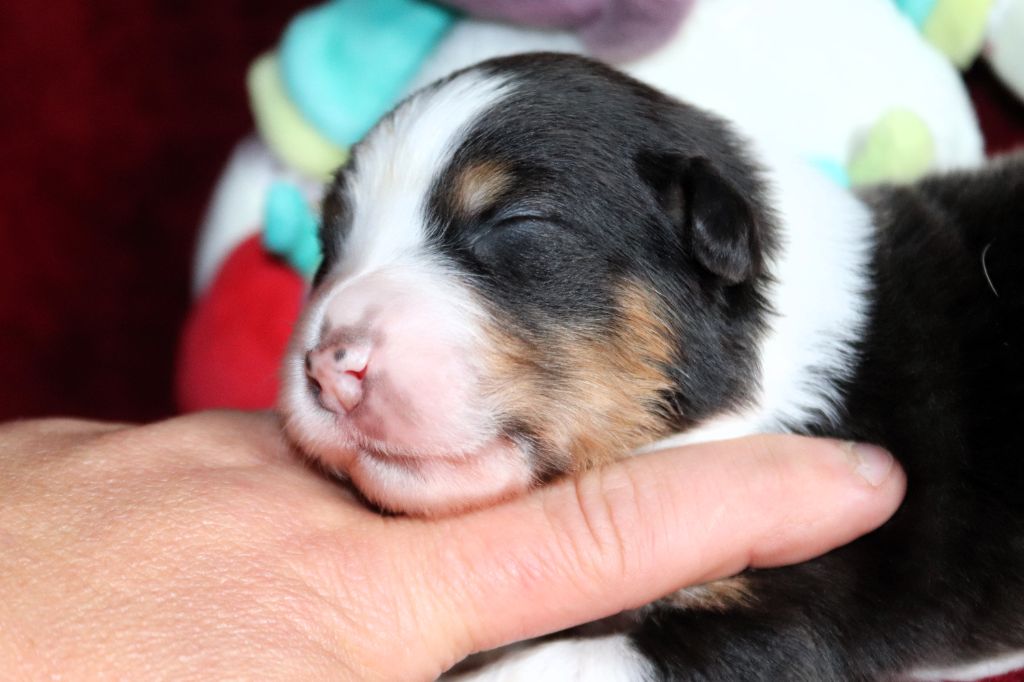 des Caps et Marais d'Opale - Chiots disponibles - Berger Australien