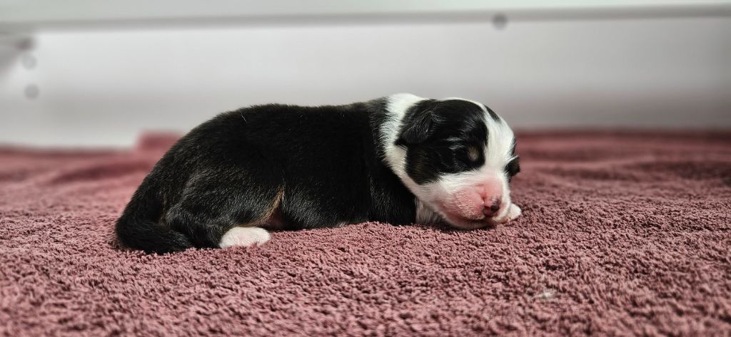 des Caps et Marais d'Opale - Chiots disponibles - Berger Australien