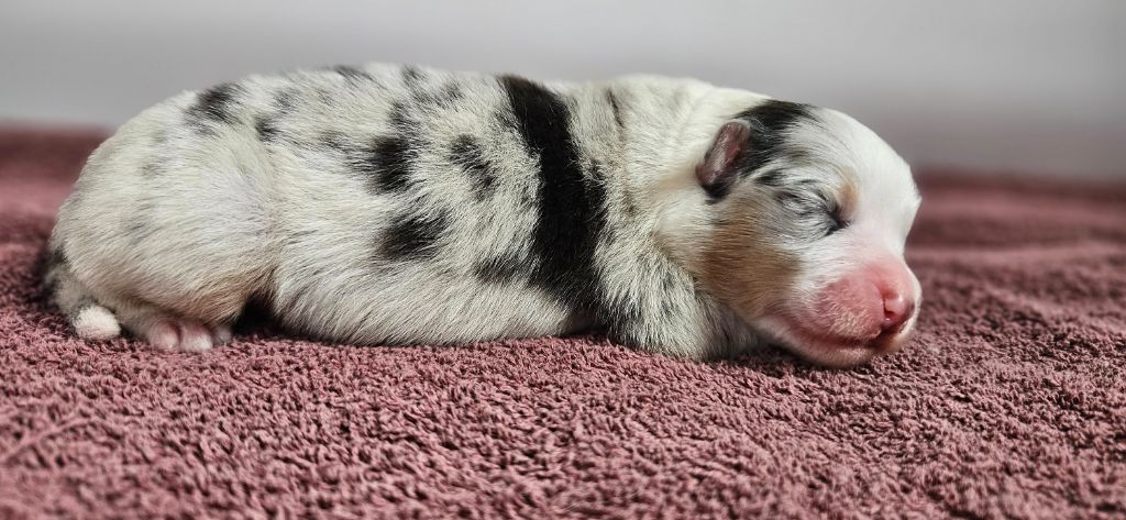 des Caps et Marais d'Opale - Chiots disponibles - Berger Australien