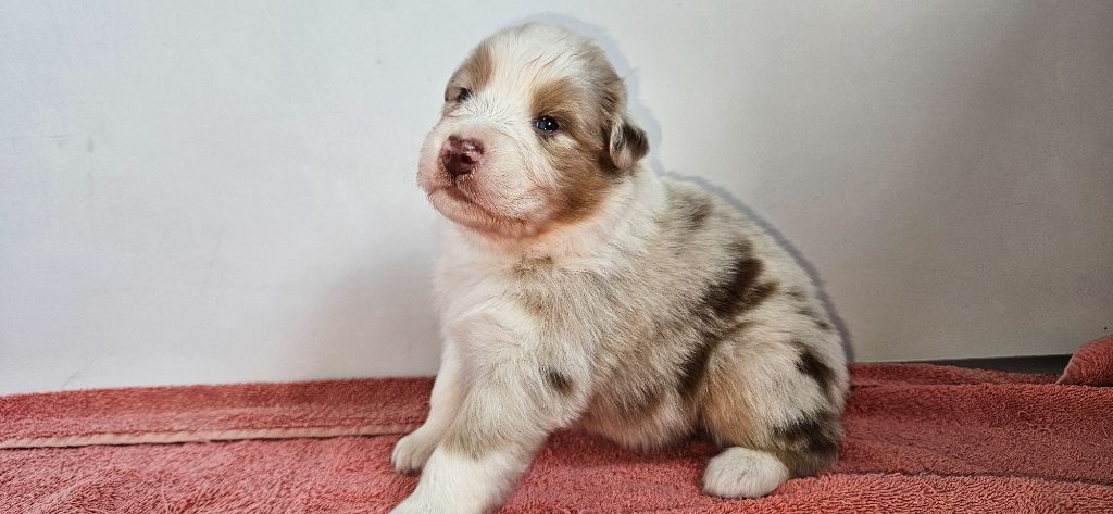 des Caps et Marais d'Opale - Chiots disponibles - Berger Australien
