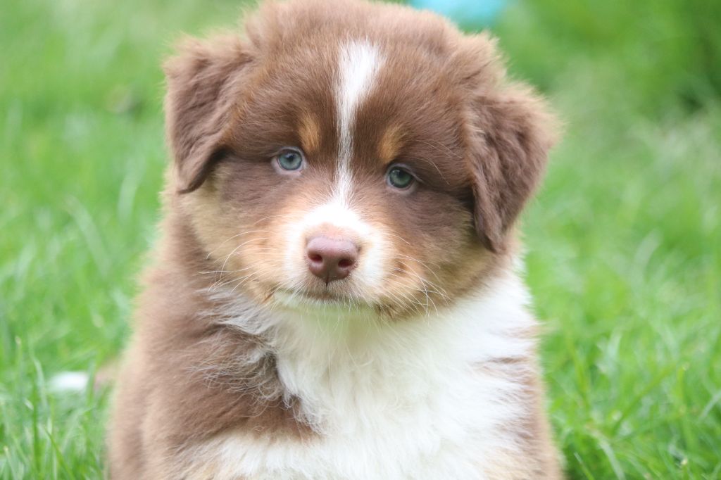 des Caps et Marais d'Opale - Chiots disponibles - Berger Australien