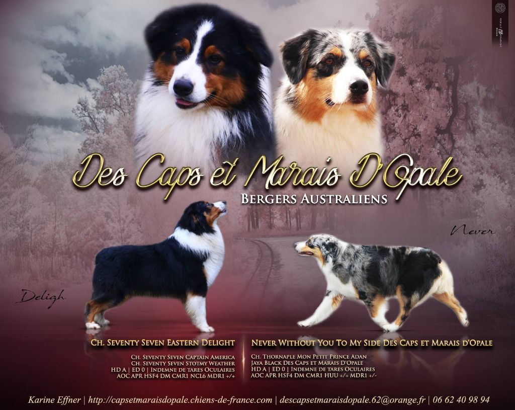 Chiot Berger Australien des Caps et Marais d'Opale