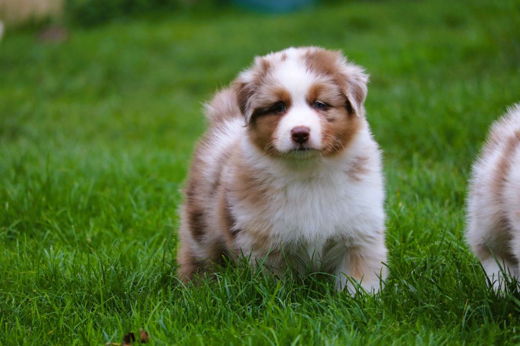 des Caps et Marais d'Opale - Chiots disponibles - Berger Australien