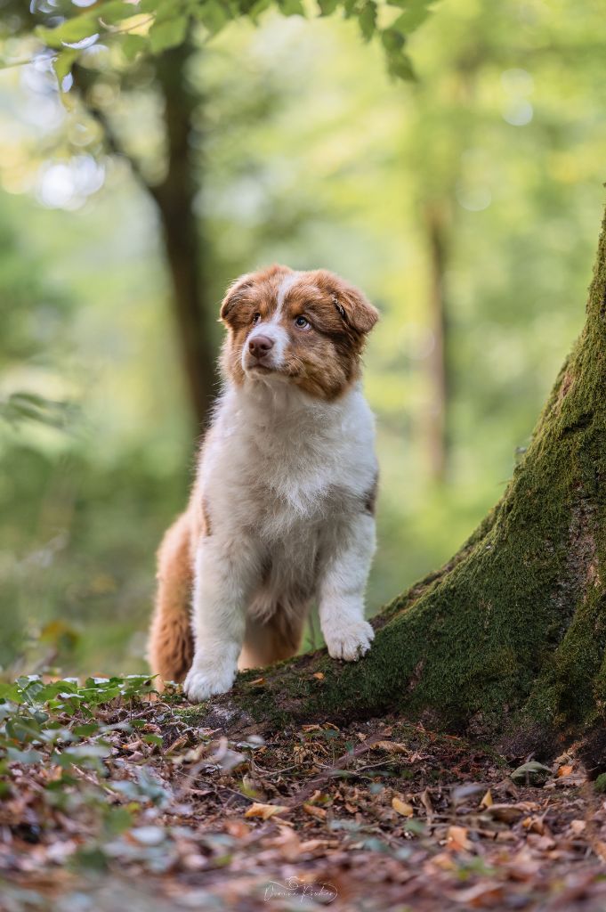 des Caps et Marais d'Opale - Chiots disponibles - Berger Australien