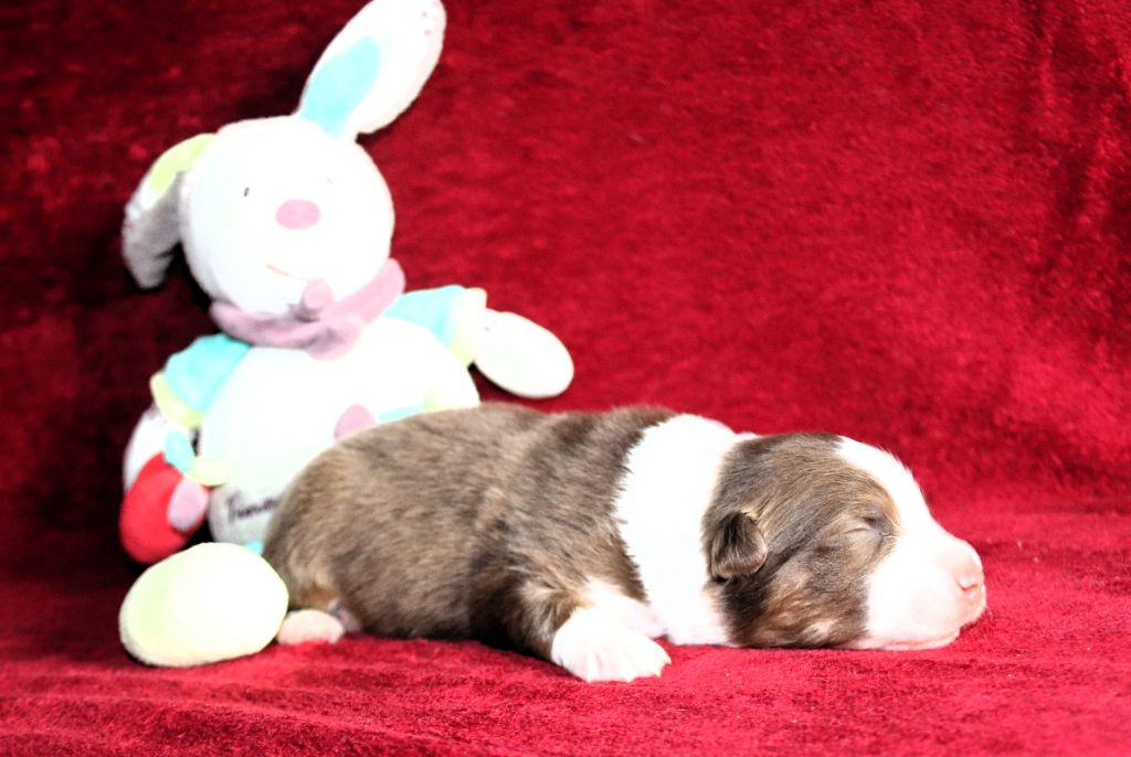 des Caps et Marais d'Opale - Chiots disponibles - Berger Australien