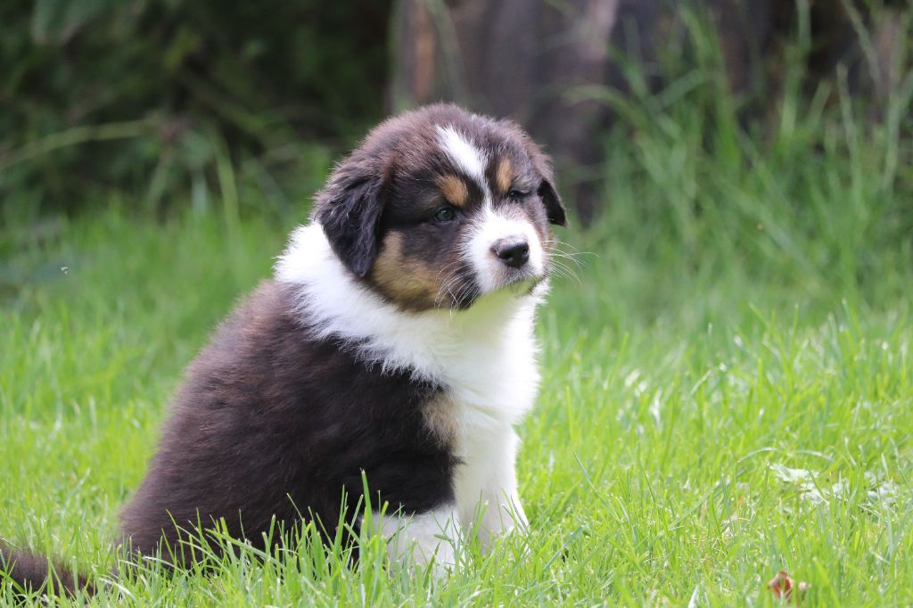 des Caps et Marais d'Opale - Chiots disponibles - Berger Australien
