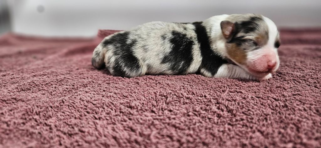 des Caps et Marais d'Opale - Chiots disponibles - Berger Australien